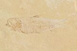 Fossil Fish Plate (Diplomystus & Knightia) - Wyoming #91589-3